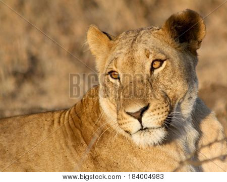 A portrait of a lioness in the golden afternoon sun