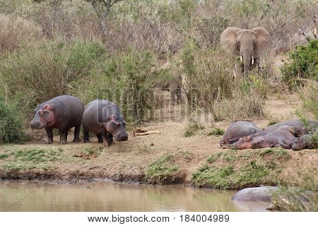Hippos rest by the river as an elephant comes down the bank to drink