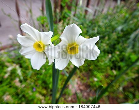 Flowers, Narcissus with greenery. Small white flowers with yellow centers.