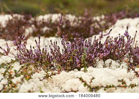 White reindeer moss and flowering heather in summer tundra. Norway
