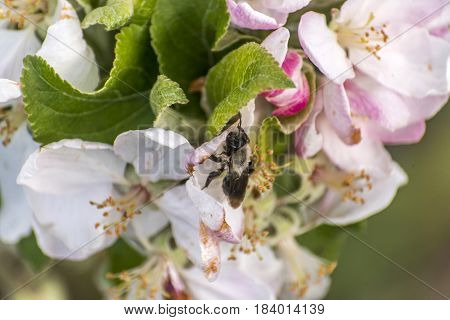 apple blossom tree bumble honey bee on flower collecting pollen closeup makro