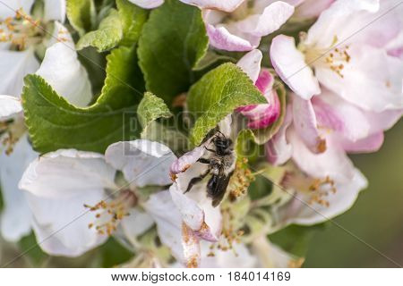 apple blossom tree bumble honey bee on flower collecting pollen closeup makro