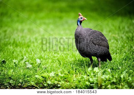 Animal close-up photography. Helmeted Guineafowl walking through green meadows.