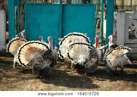 Group of turkey near green gates on stockyard