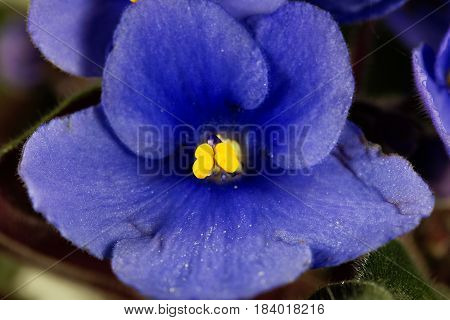 Macro photo of a flower of an African violet (Saintpaulia ionantha)