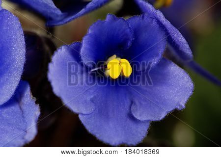 Macro photo of a flower of an African violet (Saintpaulia ionantha)