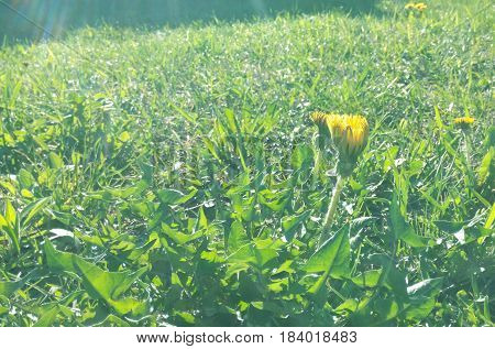 Yellow dandelion flower grows and blooms in the field