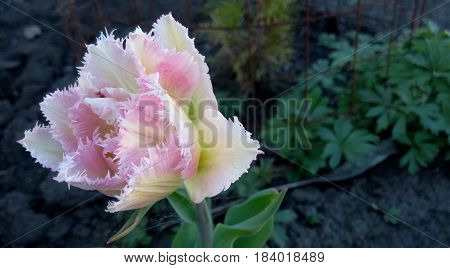 The colorful tulip of the flower is quite attractive in color and shape