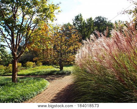 Tall ornamental maiden grass at a park.