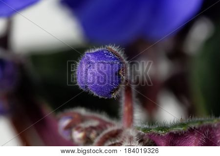 Macro photo of a flower of an African violet (Saintpaulia ionantha)