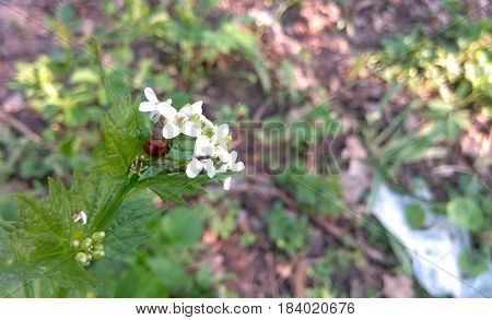 Ladybug in the forest on a flower is quite an attractive representative of the forest fauna