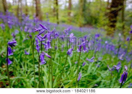 Wild bluebells blooming in British woodland in spring