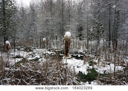 Fresh snow on the head of a common cattail (Typha latifolia, also called bulrushes) and other plants in the Fourth Street Swamp in Harbor Springs, Michigan during November.