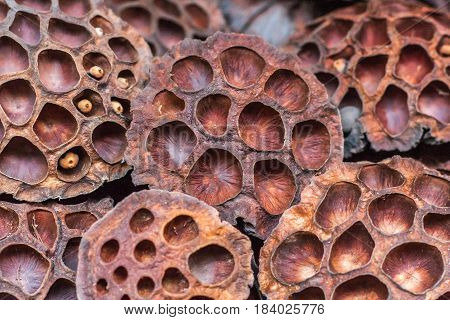 Dry lotus pods with some seeds and empty holes close up for back ground. Seed stem. Amazing incredible plant creature of nature.