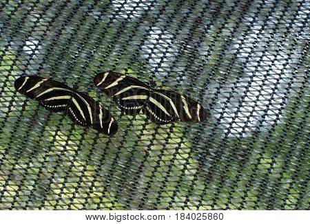 Zebra Longwing - Pair of yellow and black patterning butterflies found in southern Florida