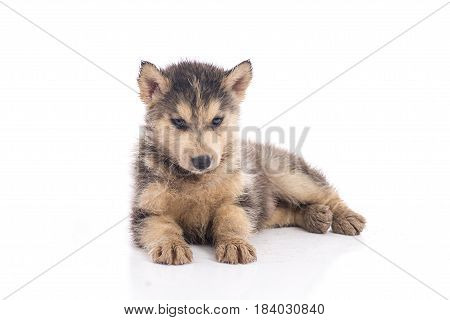 Dirty siberian husky puppy on white background isolated