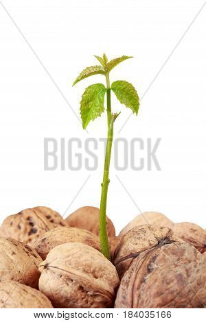 Sprout of a young walnut on the white background