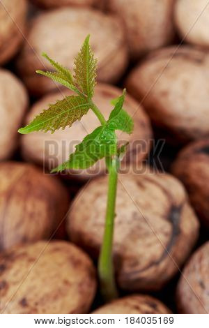 Sprout of young walnut on the rind background