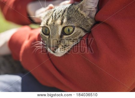 Man holding strret homeless cat with big olive eyes. Friendship of animals and people