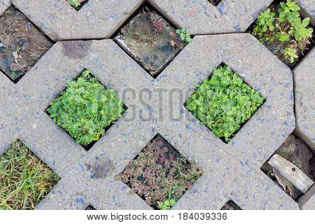 green plants growing between concrete foothpath background