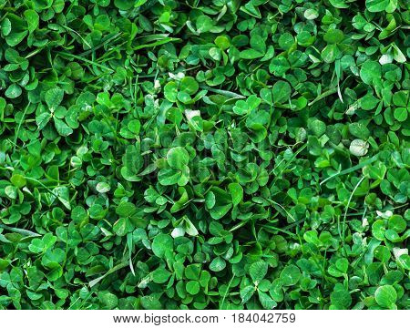 Natural Seamless background of trefoils top view. Bright green Texture of the Solitary blades of grass between a Clover leaves
