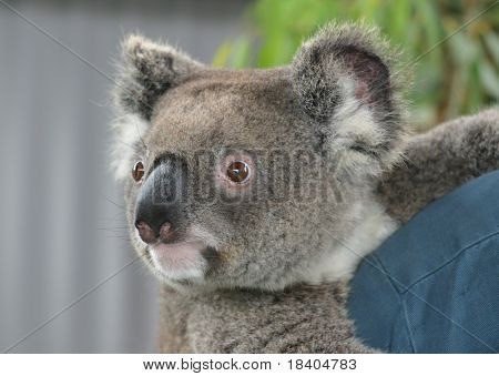 Koala