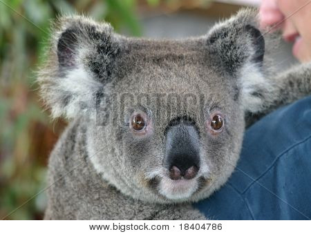 Koala