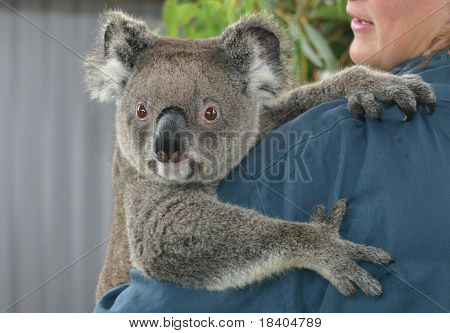 Koala