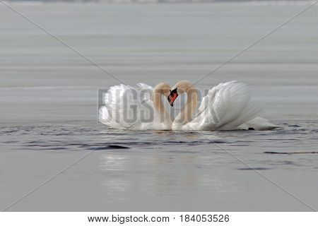 Graceful Swans On The River In Early Spring
