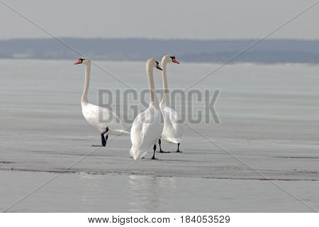 Graceful Swans On The River In Early Spring