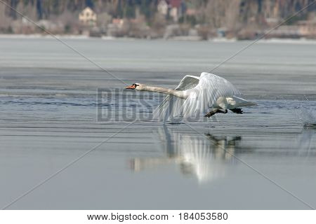 Beautiful Swans Flying Over The River