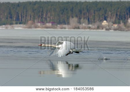 Beautiful Swans Flying Over The River