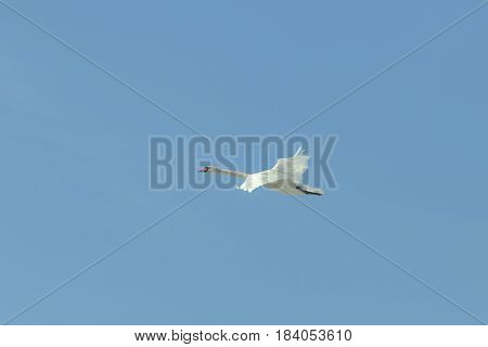Swans In Flight