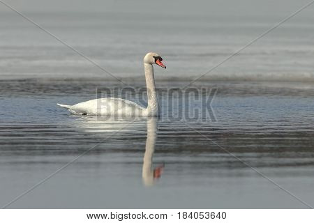 Graceful Swans On The River In Early Spring