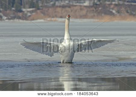 Graceful Swans On The River In Early Spring
