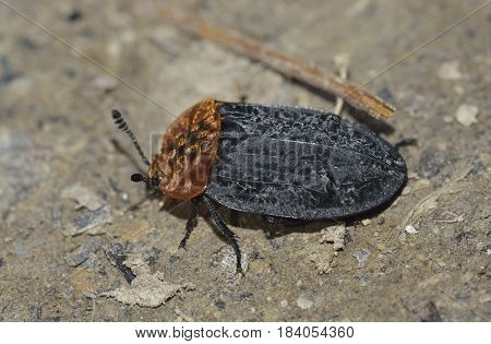 Red Breasted Carrion Beetle - Oiceoptoma thoracicum