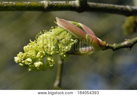 Oregon Or Bigleaf Maple
