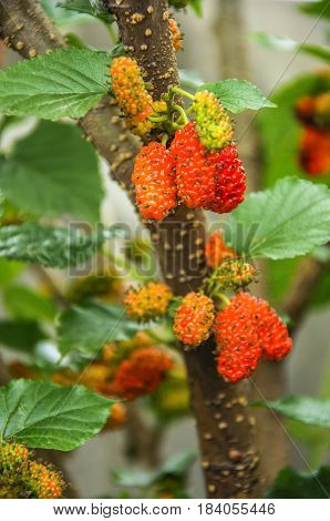 The mulberry fruits on the tree closeu