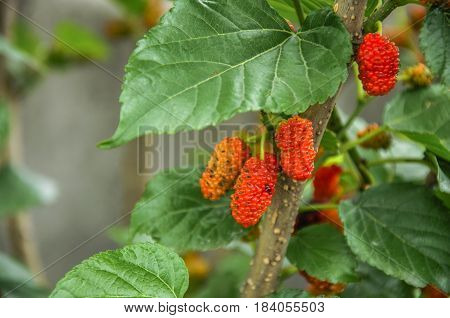 The mulberry fruits on the tree closeu