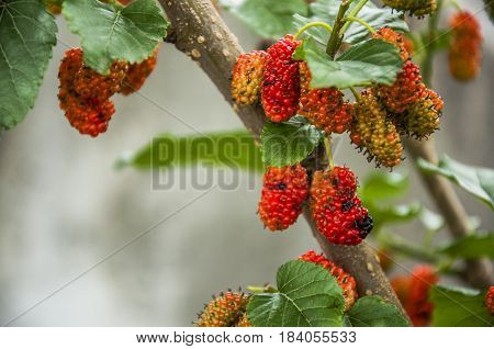 The mulberry fruits on the tree closeu