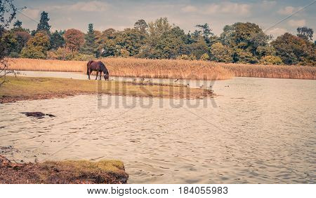 Horse grazing by the lake in late autumn