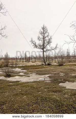 Trees without leaves in early spring. March