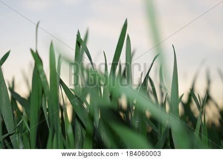 Spring awakening on agricultural land, wheat in the field