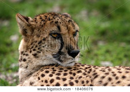 Porträt eines Cheetah
