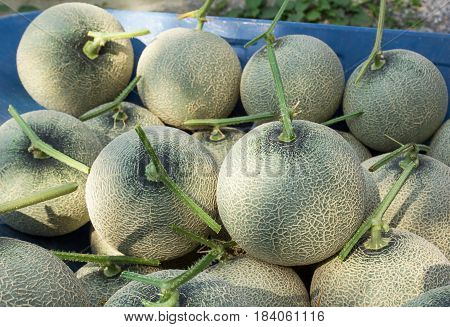 Fresh melon grown in greenhouses insect protection / melon farm fresh / melon fruit organic non-toxic.