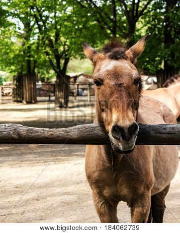 Przewalski's horse behind wooden fence. Brown horse in farm.