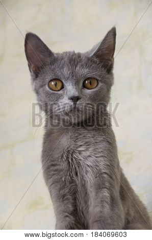 British Shorthair cat is sitting and looking