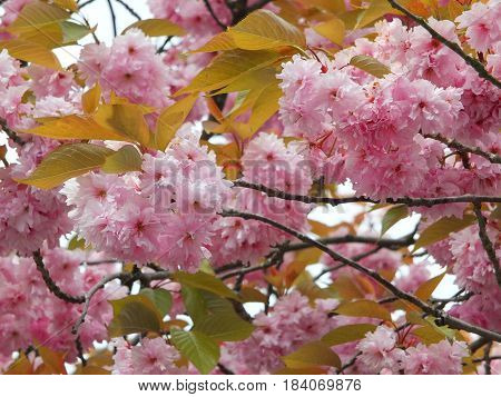 pink spring cherry blossom with green leaves