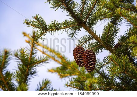 Macro view of spruce tree with cones on sky background. Spruce branches with cones