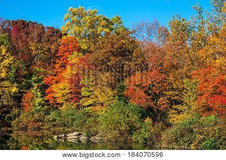 A colorful selection of Autumn leaves at Schoolys Mountain Park in Morris County NJ.